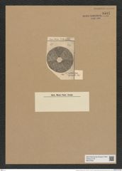 Actinoptychus leptonitos Grev. (de-Toni-Nr.: Genus 227, Species 5552) Zeichnungen Sammlung Grunow Nr. 9581 (NHMW-BOT-W0379395)